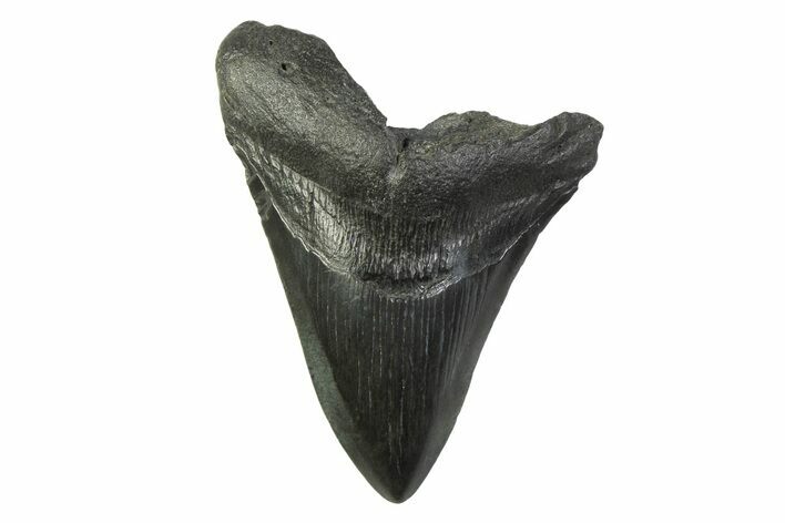 Fossil Megalodon Tooth - South Carolina #341387